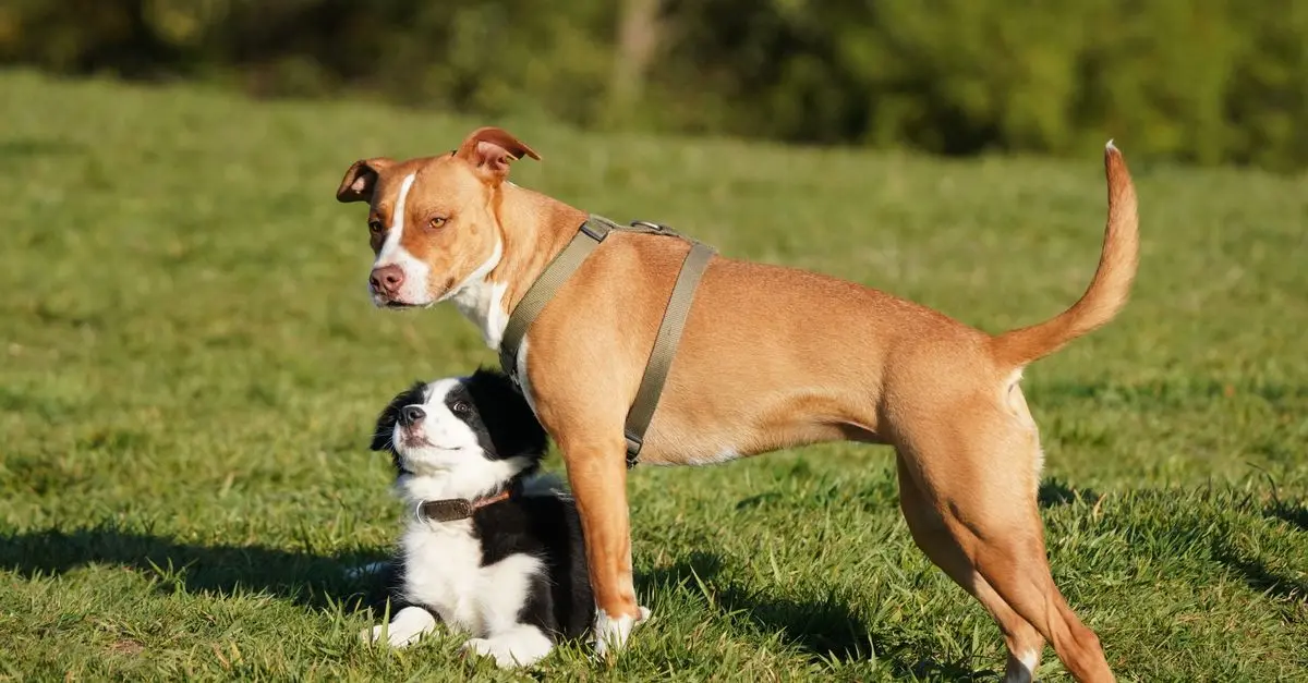 The Essential Guide to Pet Socialization: Techniques That Work