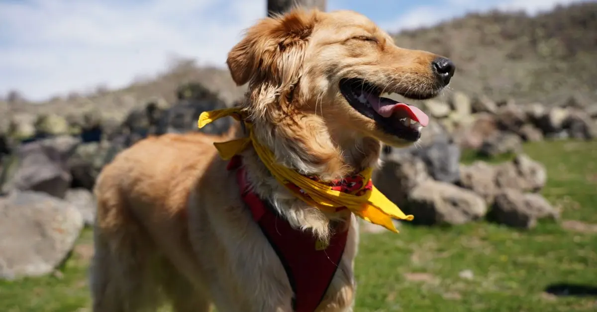 Essential Tips for Creating the Ultimate Pet Wellness Routine