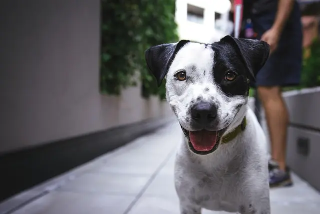 How to Create a Safe and Engaging Space for Your Pets