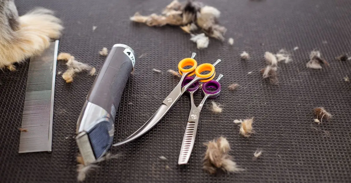 Top 10 Pet Products Every Owner Needs