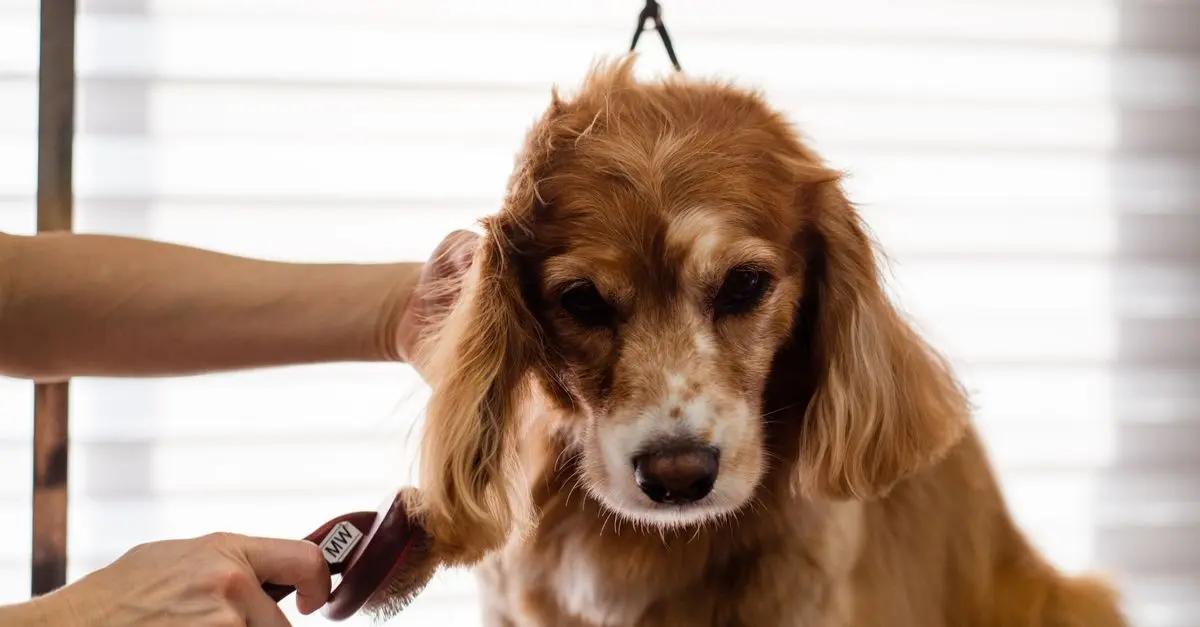 Understanding Pet Nutrition: Tips for a Healthier Diet