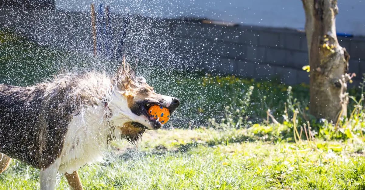 Ultimate Guide to Understanding Pet Behavior