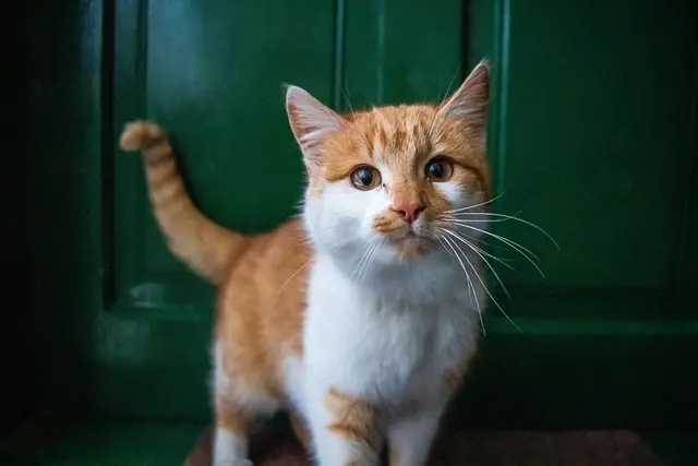 Understanding the Latest Pet Care Trends for 2026