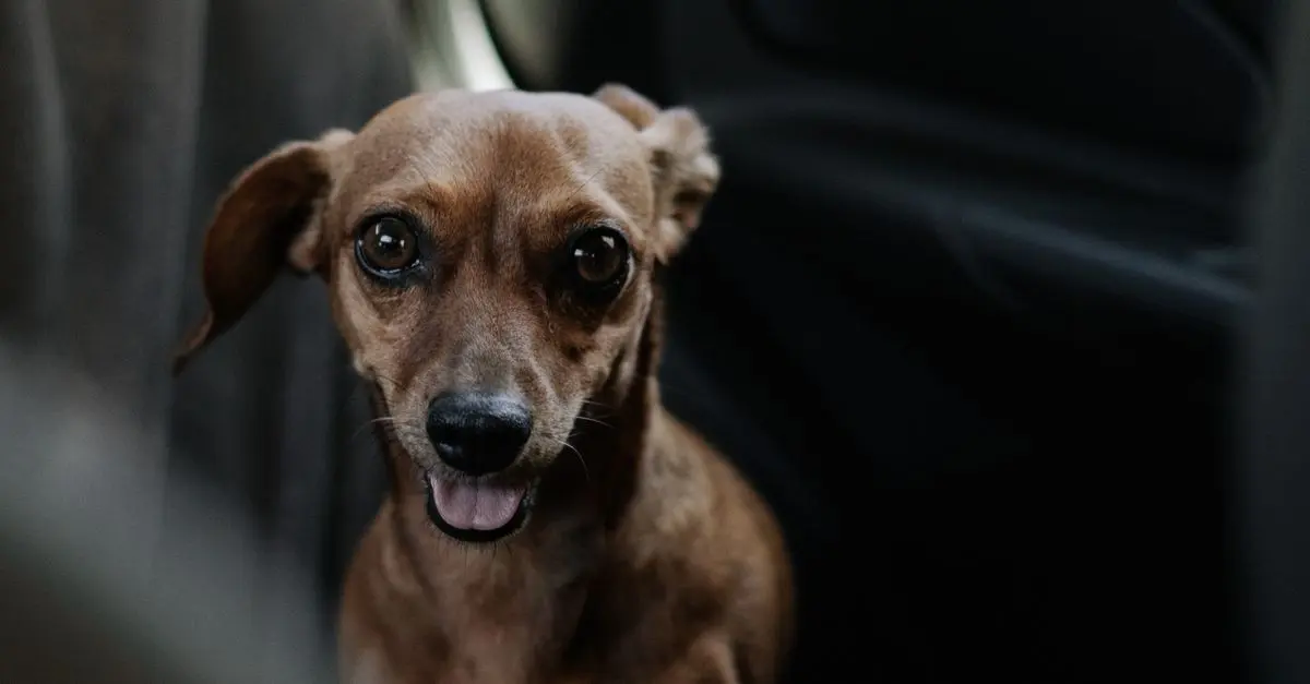 Guidelines for Traveling with Your Pet