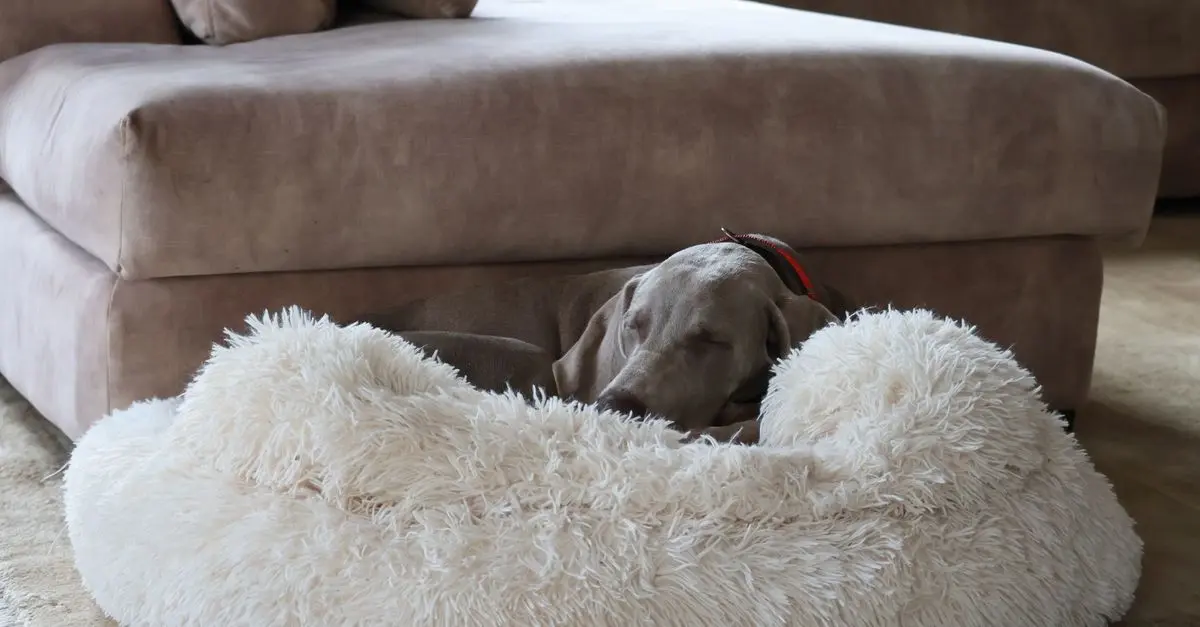 How to Care for Your Senior Pet