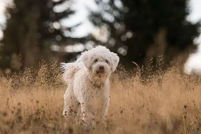 The Ultimate Guide to Pet Training Techniques That Work