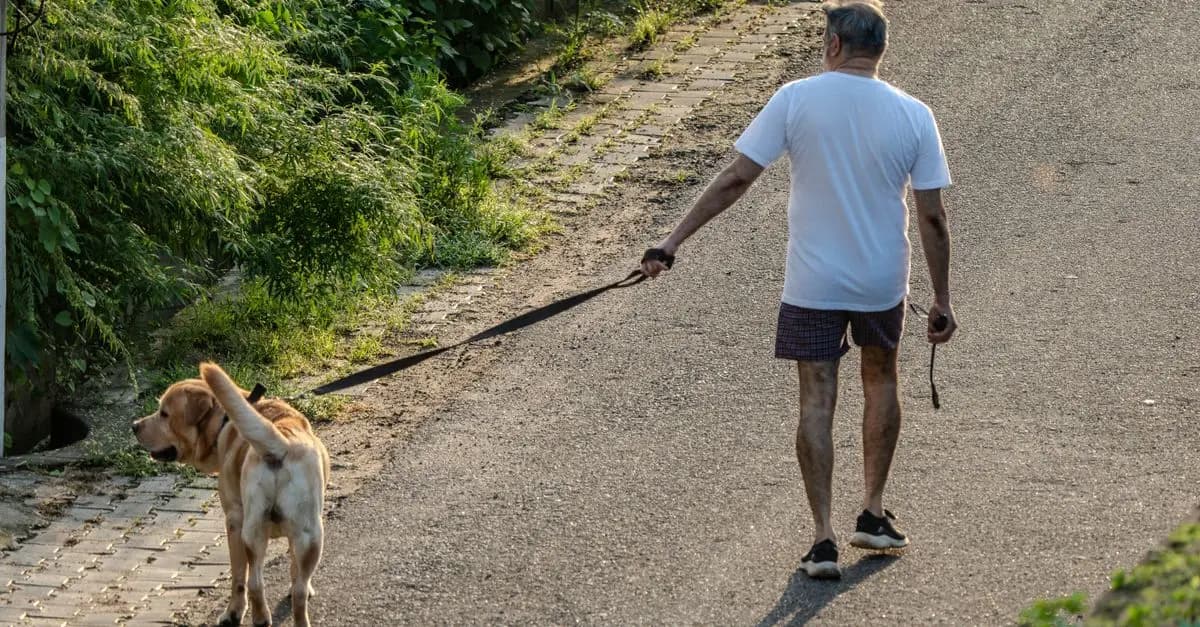 Creating a Routine for Your Pet: Why It Matters