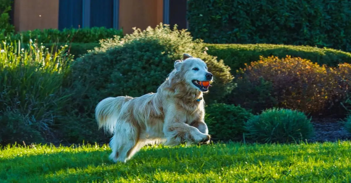 The Ultimate Guide to Pet Care Essentials