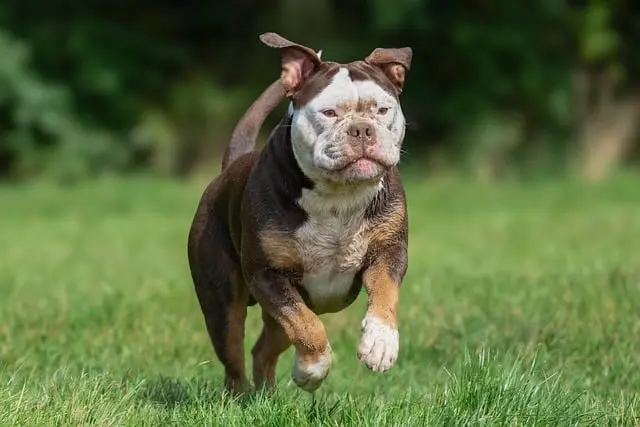 10 Tips for Creating the Ultimate Pet Wellness Routine