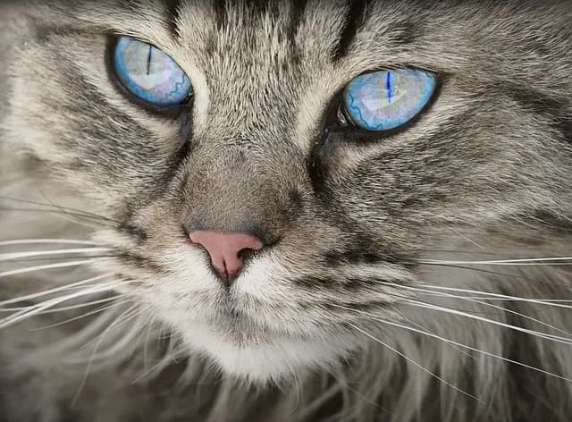 Top 10 Unique Pet Accessories to Enhance Your Pet's Life