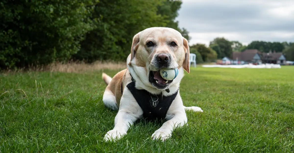 10 Tips to Enhance Your Pet's Quality of Life