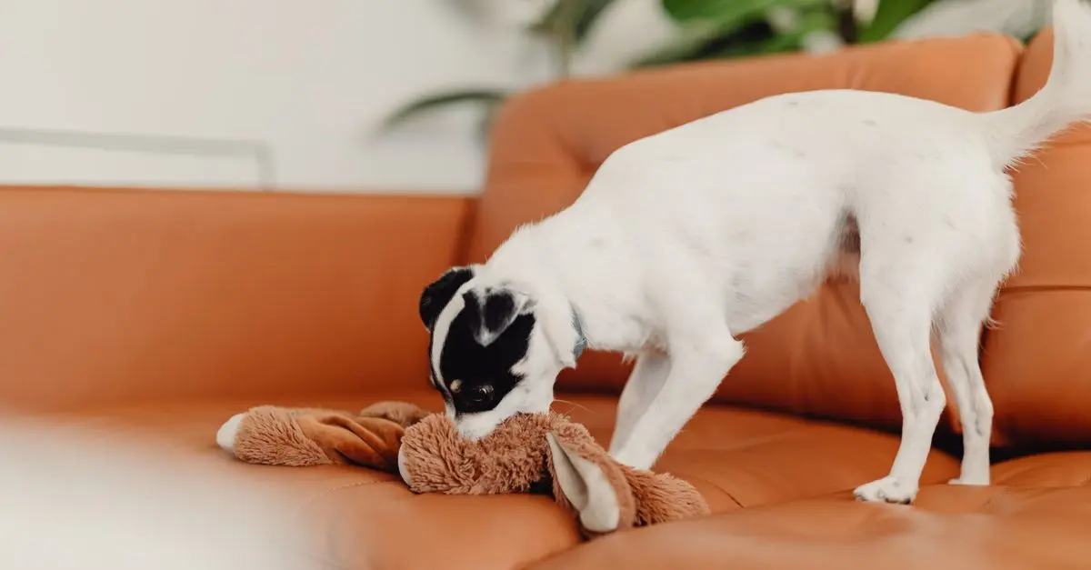 Cats vs. Dogs: Which Pet Is Right for You?