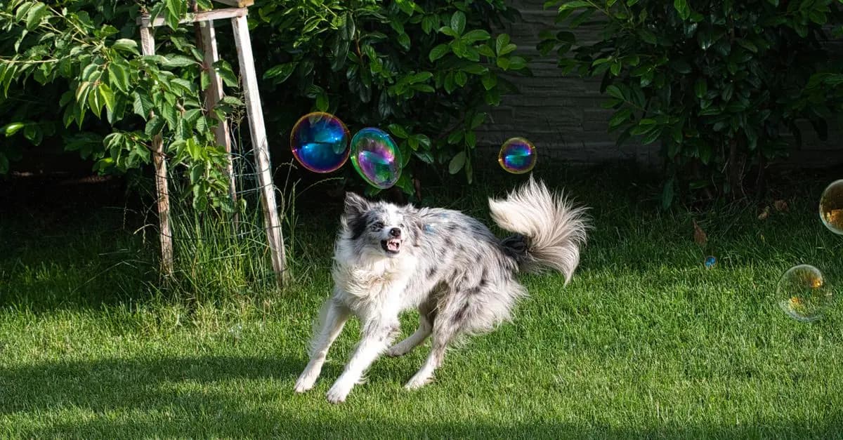 Ultimate Pet Wellness Practices for a Healthy Life
