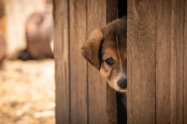 How to Choose the Best Pet for Your Family