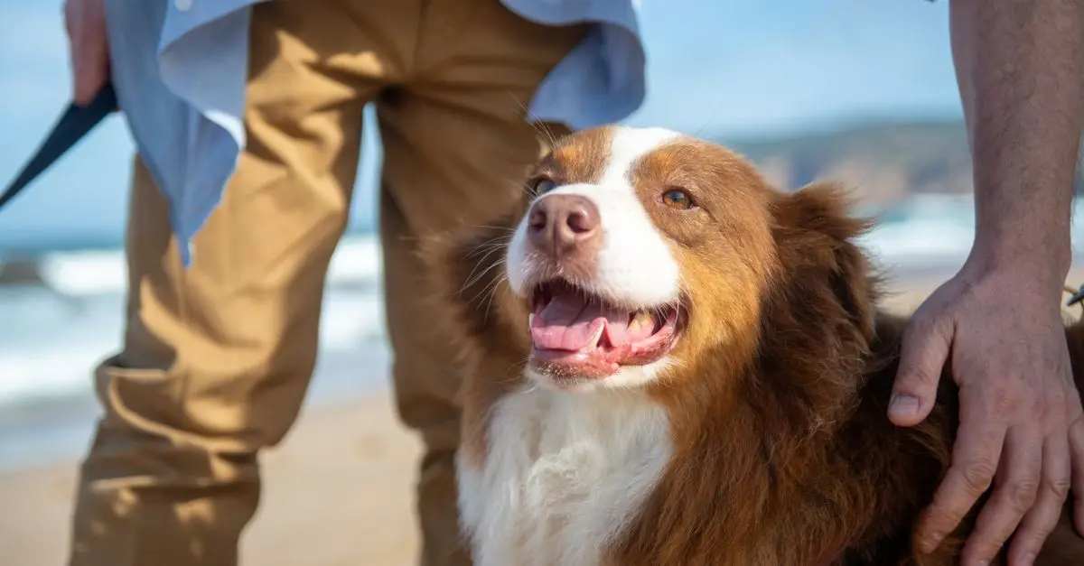 Top 10 Fun Activities to Enjoy with Your Pet