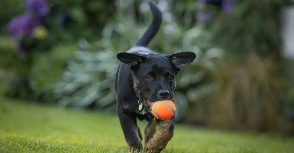 How to Create the Perfect Routine for Your Pets' Happiness