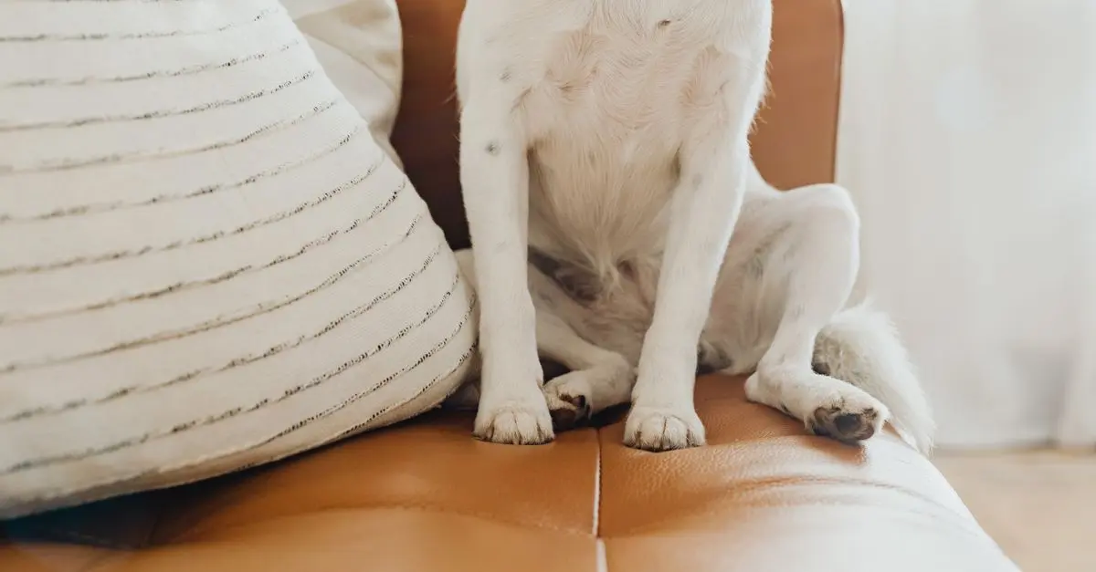 10 Must-Know Tips for Creating a Safe Pet-Friendly Space