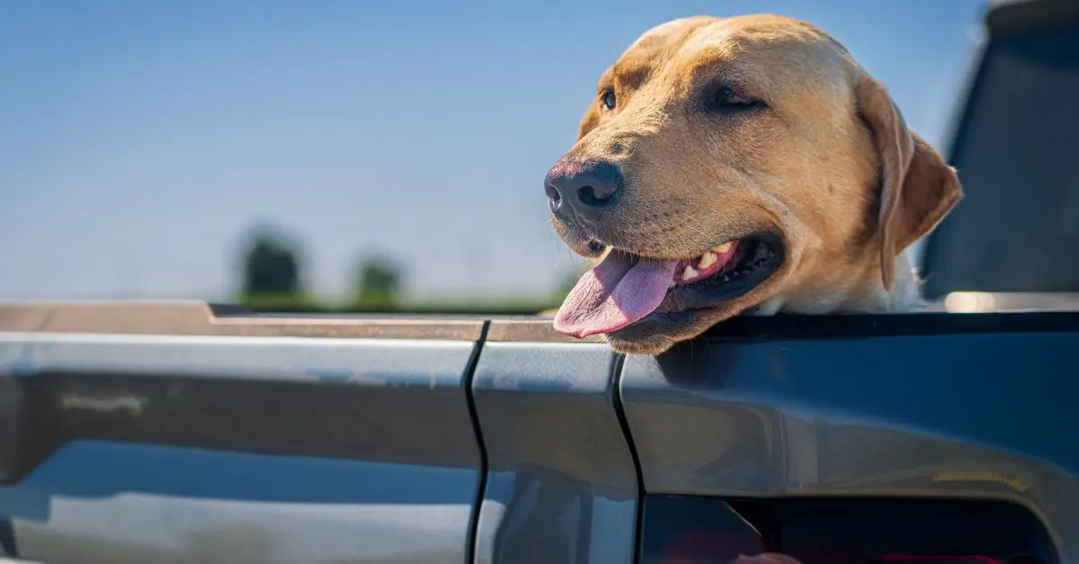 The Ultimate Guide to Pet Travel: Tips for Stress-Free Journeys