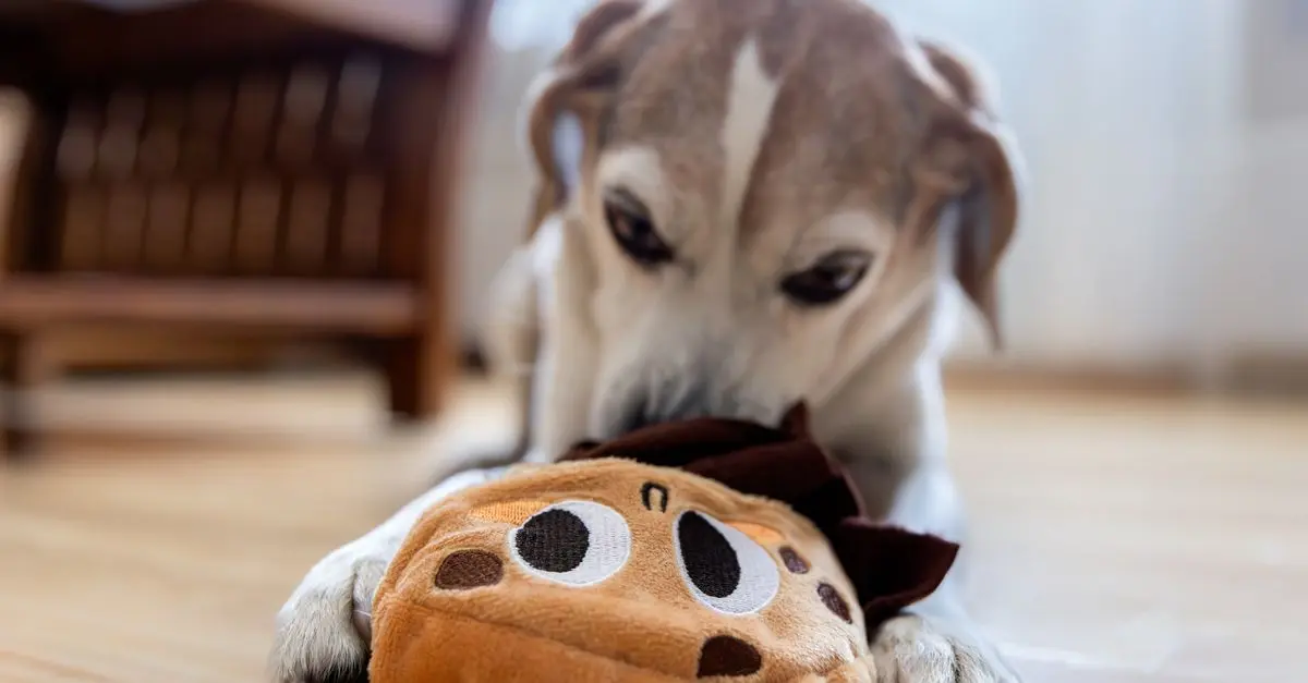 How to Help Your Pet Adjust to a New Home