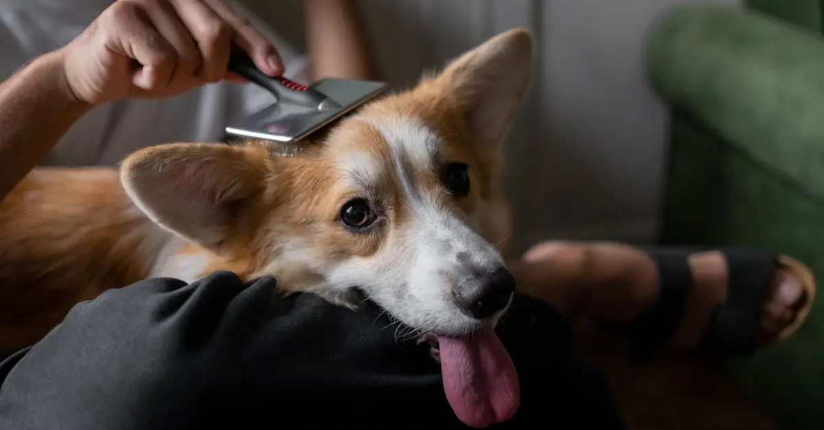 10 Unique Pet Care Tips for Happy and Healthy Pets