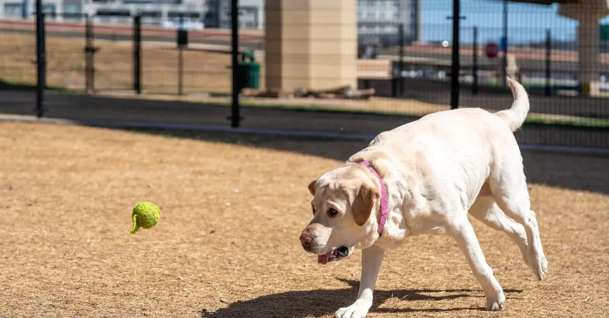 Understanding Pet Behavior: Tips for Better Communication