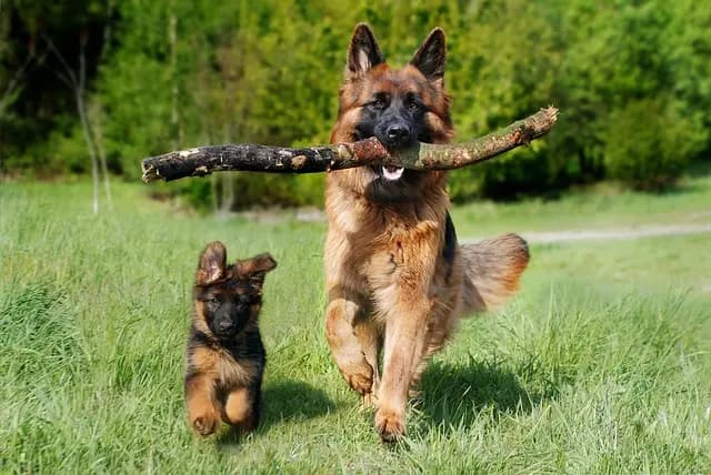 How to Create the Perfect Pet Exercise Routine for Your Pets