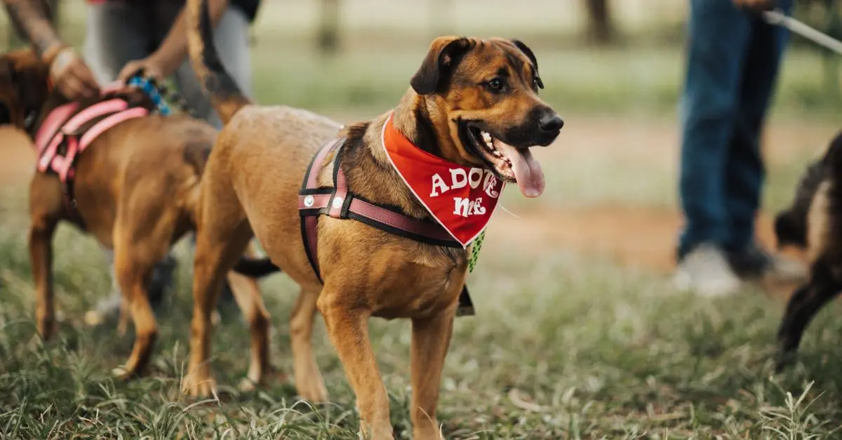 How to Choose the Perfect Pet for Your Family