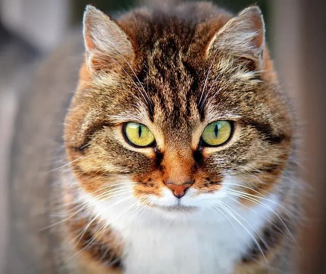 How to Foster a Strong Bond with Your Pet