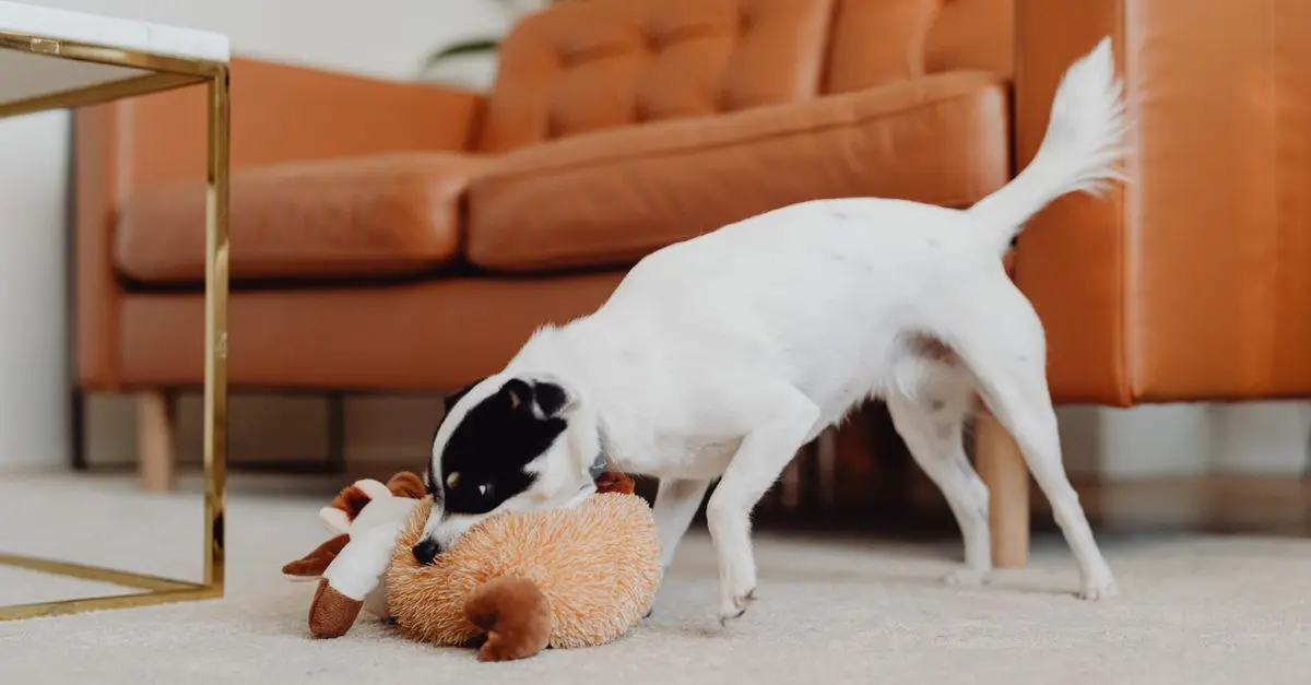 Top 10 Unique Enrichment Activities for Your Pets