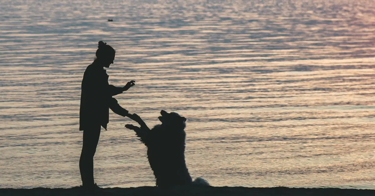 Finding the Right Pet-Friendly Vacation Spots