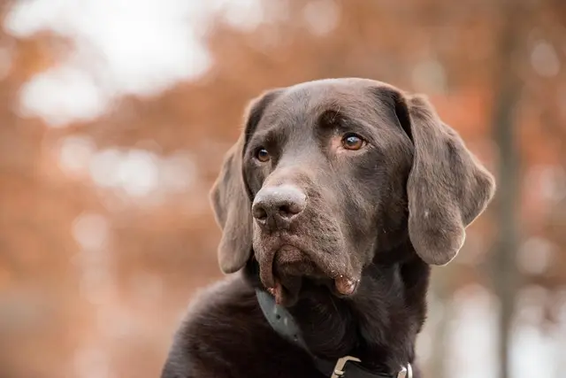 The Ultimate Guide to Choosing Pet Accessories That Matter