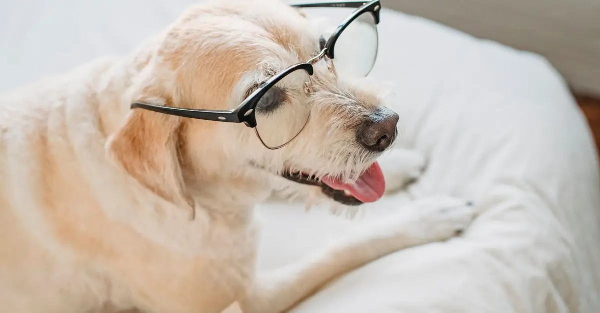 10 Essential Tips for Caring for Your Senior Pet