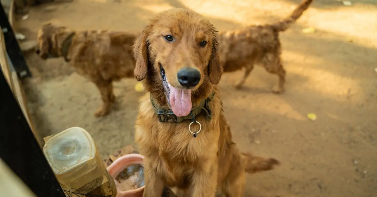 Top 10 Trends in Pet Care for 2026 You Should Know