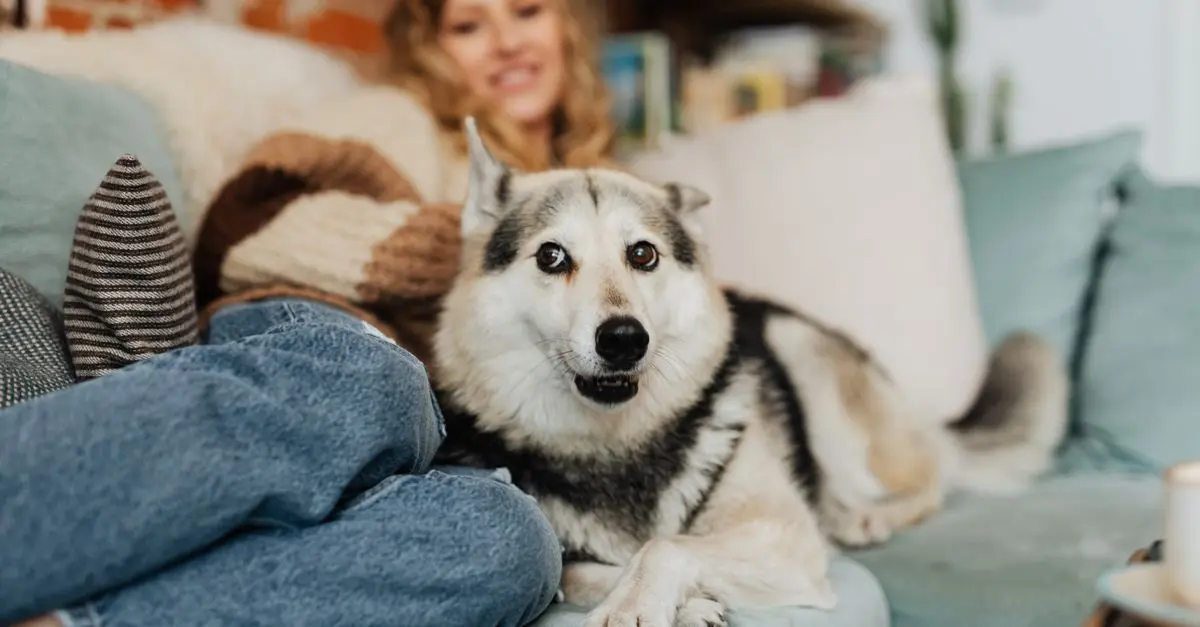 The Ultimate Guide to Understanding Pet Behavior and Needs