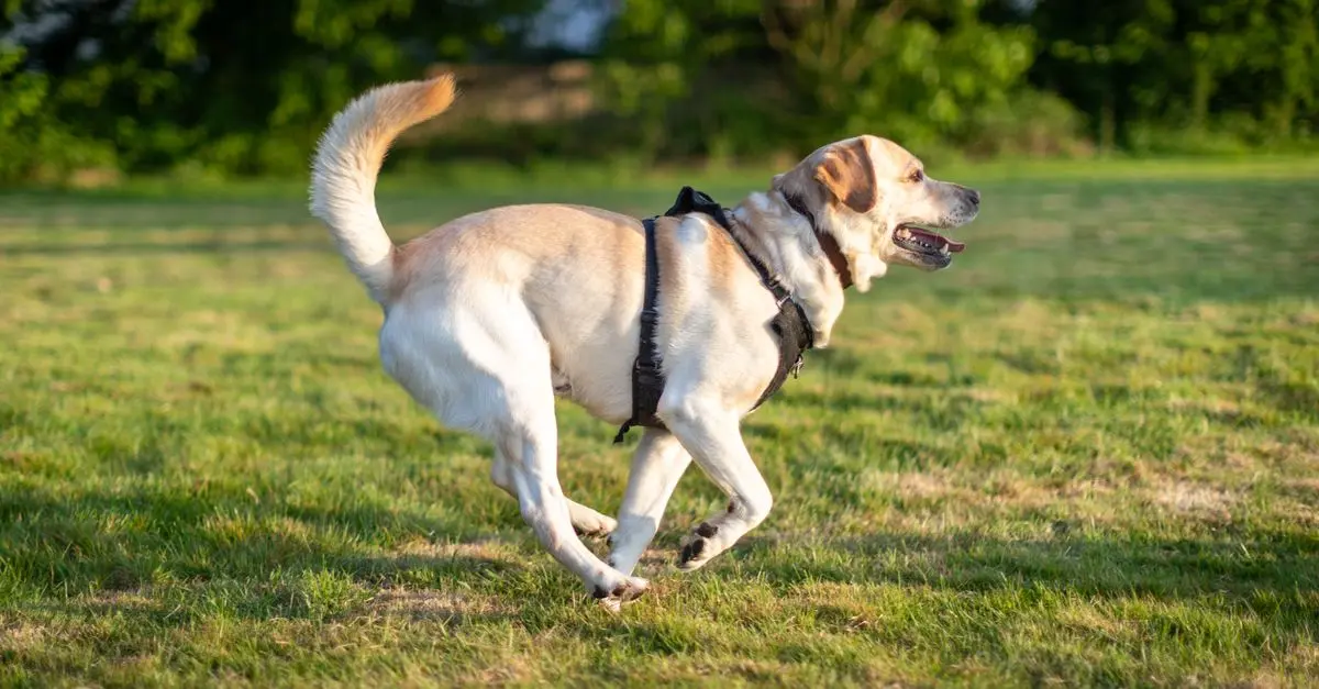 How to Keep Your Pet Healthy: Diet and Exercise Tips