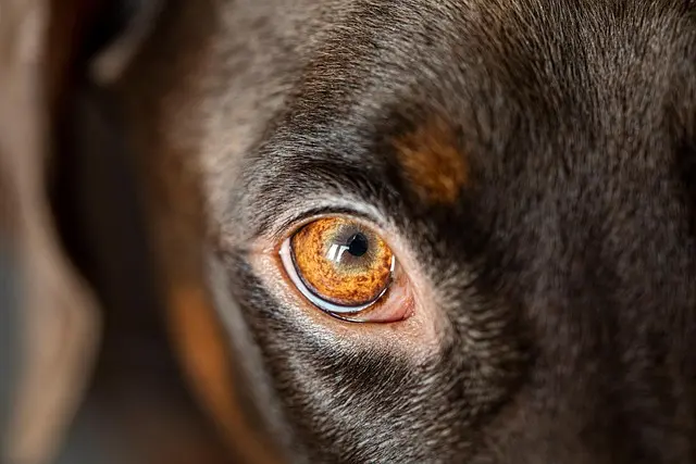 The Best Pet Products of 2026: What You Need to Know