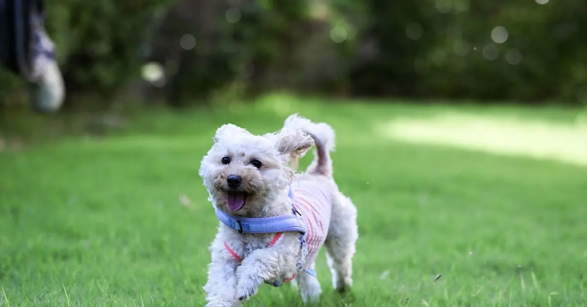 Top 10 Essential Pet Care Tips for Every Pet Owner