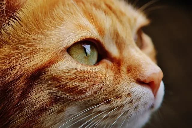 Ultimate Guide to Pet Enrichment Activities for Happy Pets