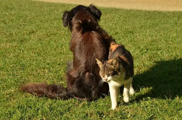 How to Create a Balanced Diet for Your Pet