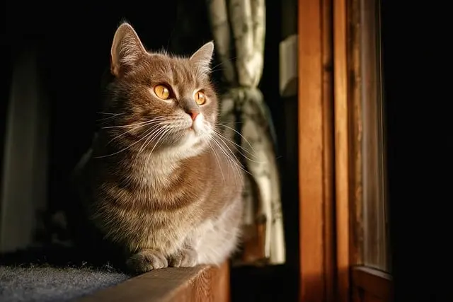How to Create the Ultimate Pet-Friendly Home