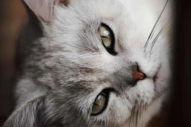 Understanding Pet Communication: How to Read Your Pet