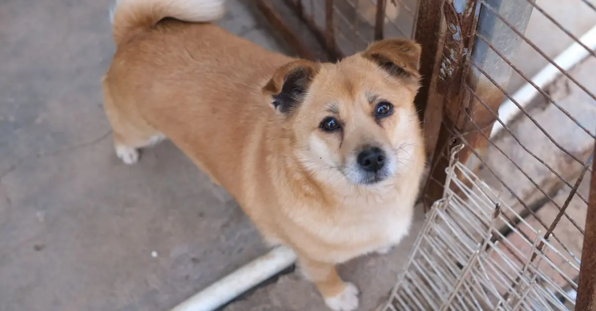 The Impact of Spaying/Neutering on Pet Behavior