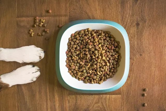 10 Fun Ways to Bond with Your Pet for Better Companionship