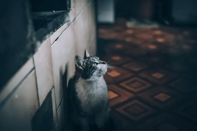 5 Essential Tips for Creating an Engaging Pet-Friendly Home