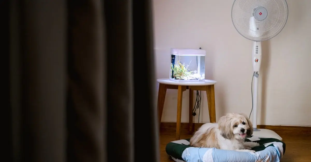 Essential Tips for Creating a Pet-Friendly Home