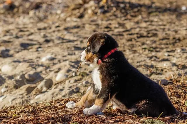10 Essential Toys to Keep Your Pets Engaged and Happy
