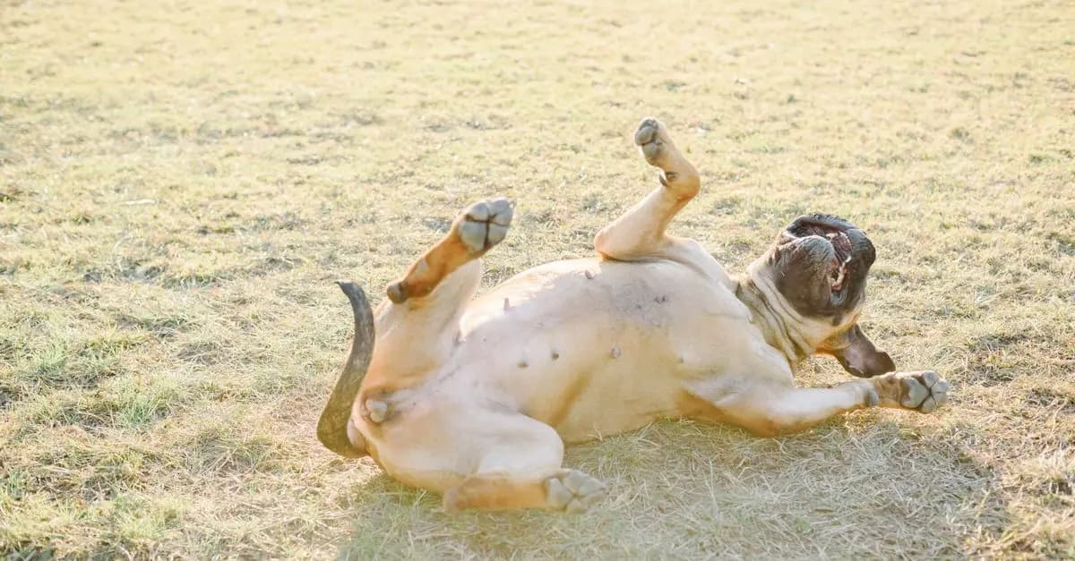 The Role of Play in Your Pet's Health and Happiness