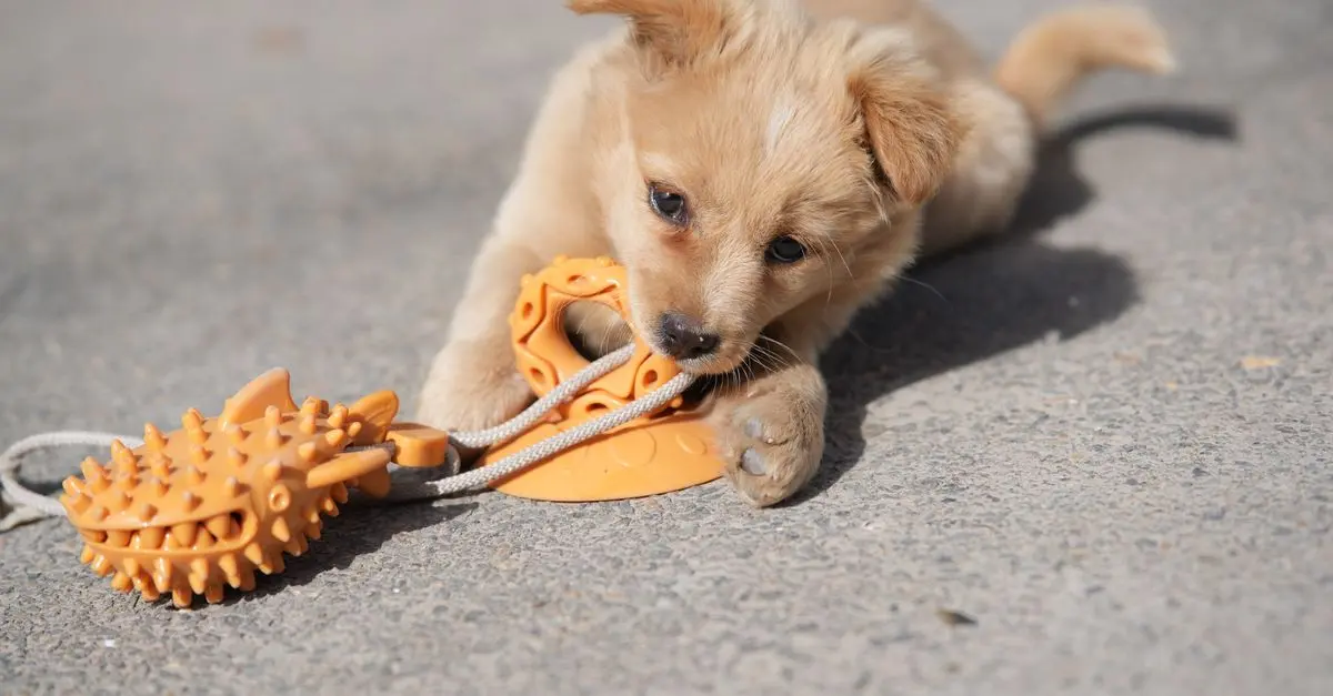 10 Creative Ways to Keep Your Pet Engaged and Happy