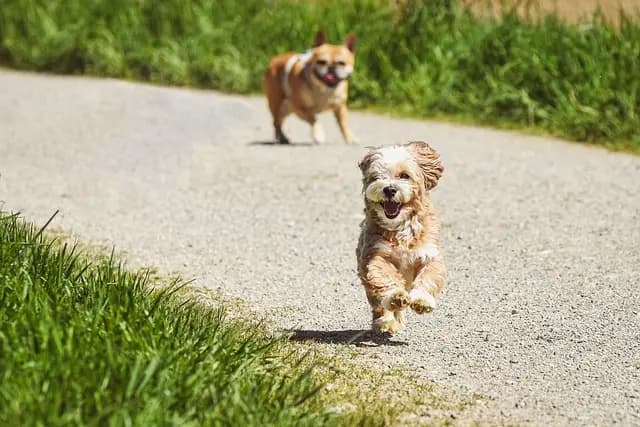 10 Essential Tips for Pet Owners in 2026