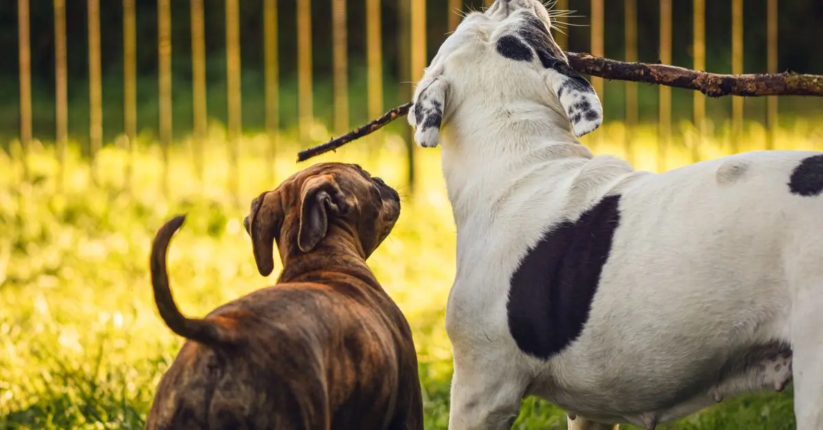 The Importance of Daily Exercise for Your Pet